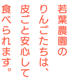 若葉農園 ほんもの印 のりんご